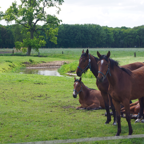 paarden