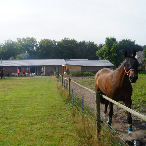 speelweide-paard